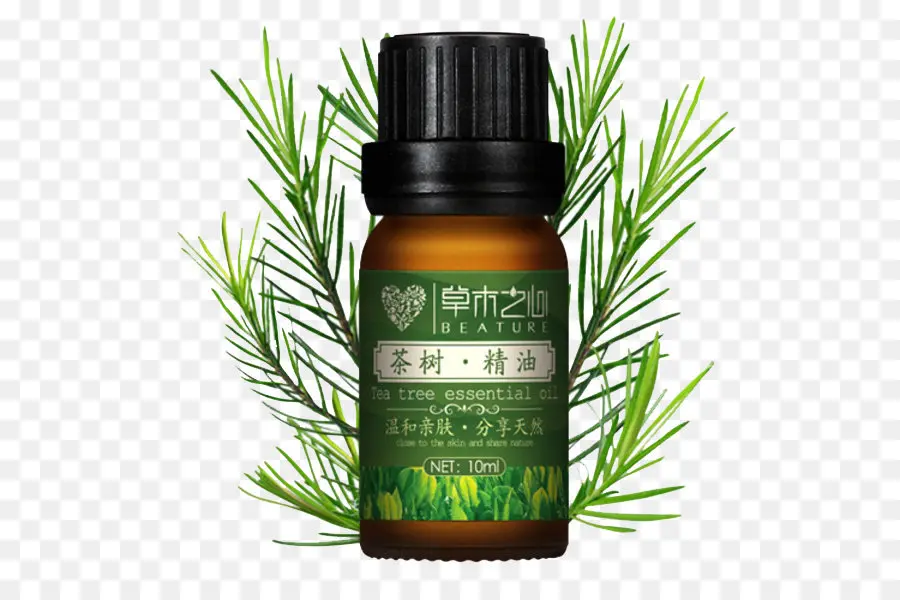 Óleo Essencial De Tea Tree，Óleo Essencial PNG