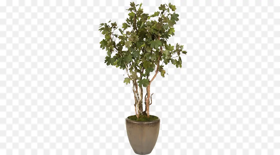 árvore，Planta PNG