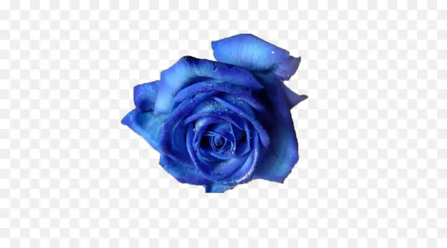 Rosa，Azul Rosa PNG