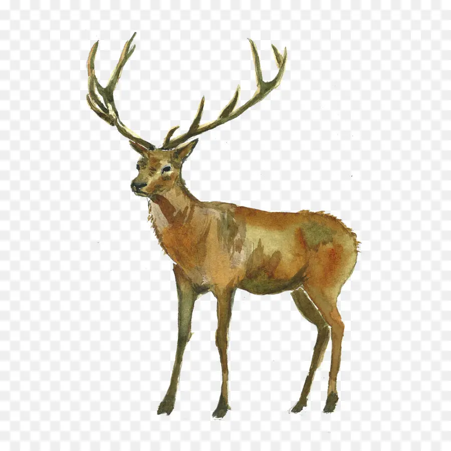 Deer，Aquarela Pintura PNG