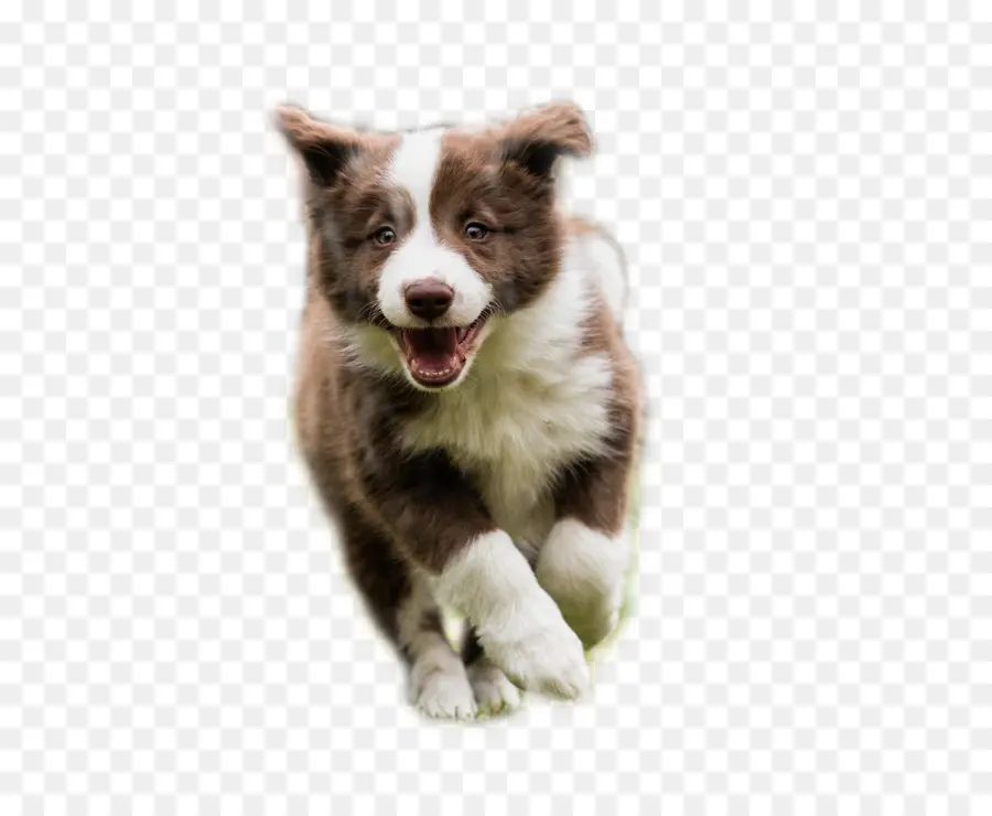 Border Collie，Catahoula Cur PNG