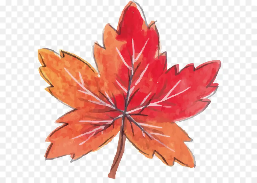 Vermelho Maple，Maple Leaf PNG