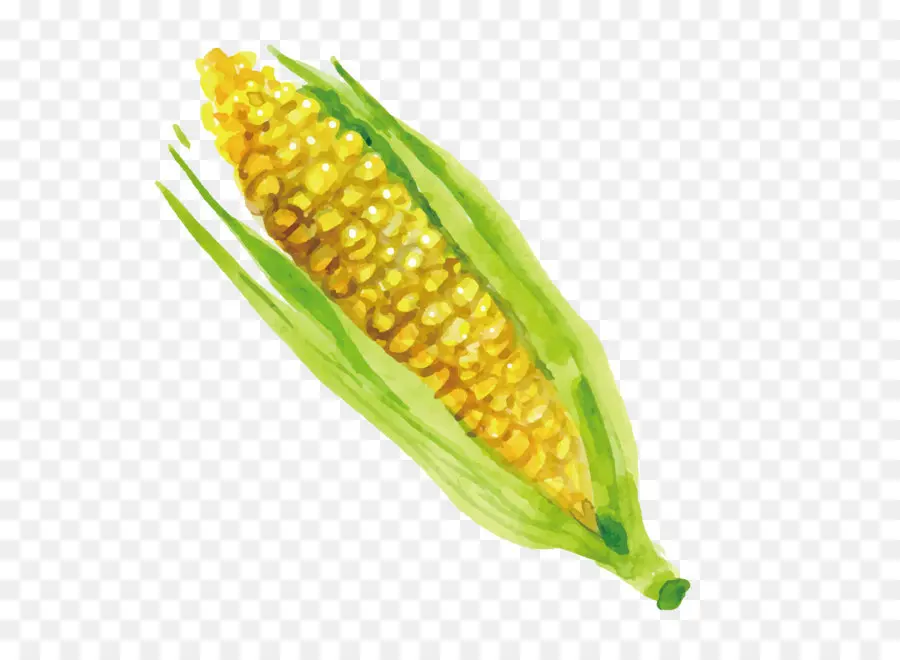 Maize，Milho Em Espiga PNG