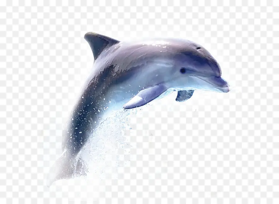 Comum De Garrafa Dolphin，Dolphin PNG