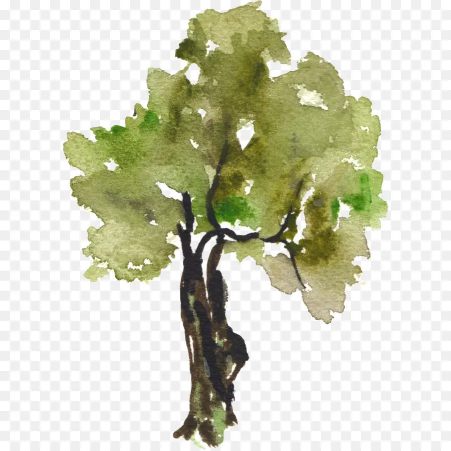 árvore，Aquarela Pintura PNG