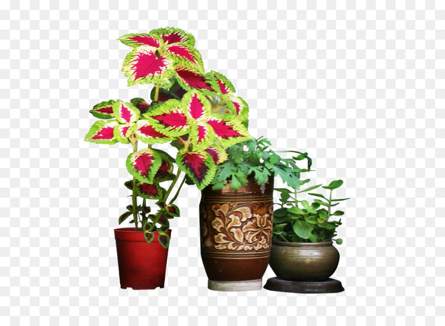 Vasos De Plantas，Potes PNG