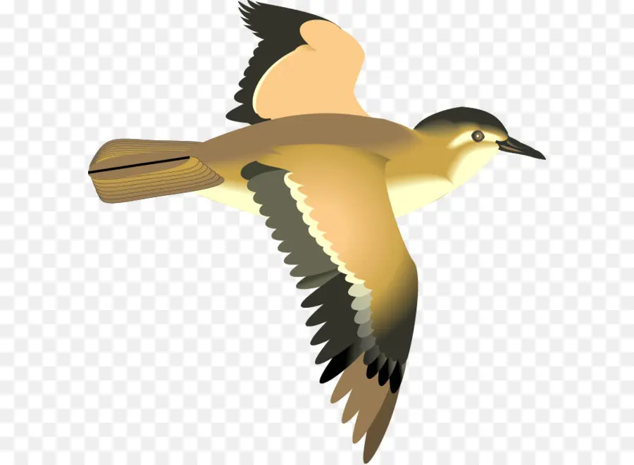 Aves，Voo PNG