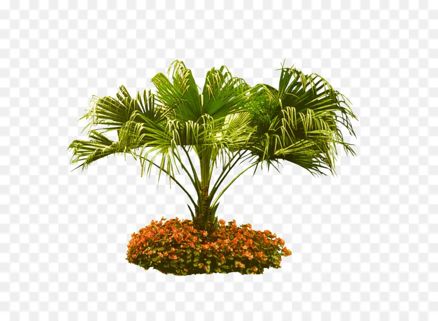 árvore，Arecaceae PNG