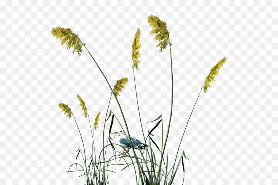 Comum Reed，Reed PNG