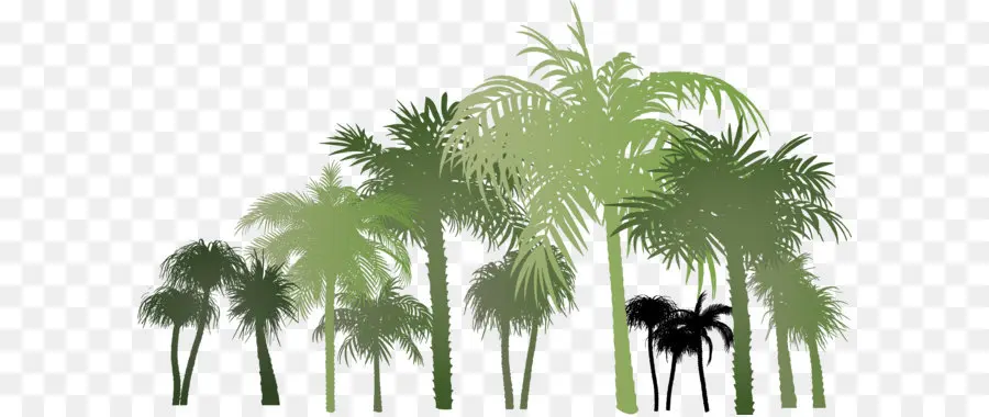 Arecaceae，Coco PNG