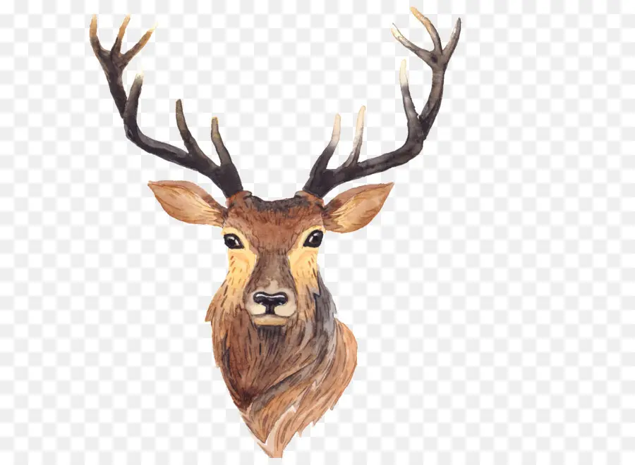 Deer，Branco De Rabo De Veado PNG