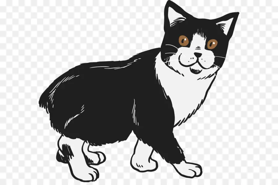 Siamese Cat，Manx Gato PNG