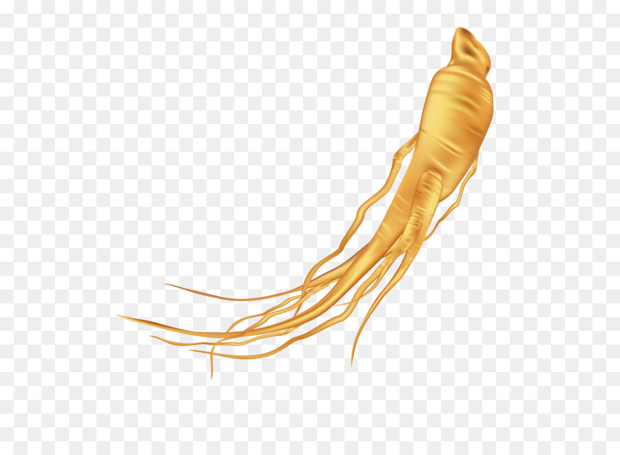 Ginseng，Raiz PNG