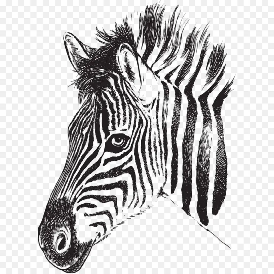 Zebra，Desenho PNG