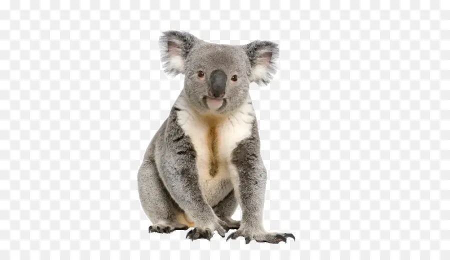 Austrália，Koala PNG