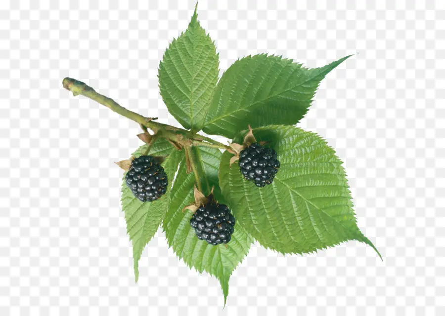 Blackberry，Berry PNG