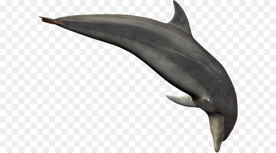 Comum De Garrafa Dolphin，Curta Bico Comum Dolphin PNG