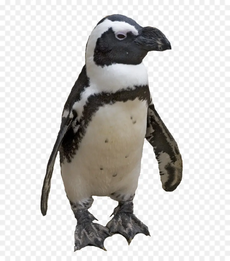 Penguin，Aves PNG