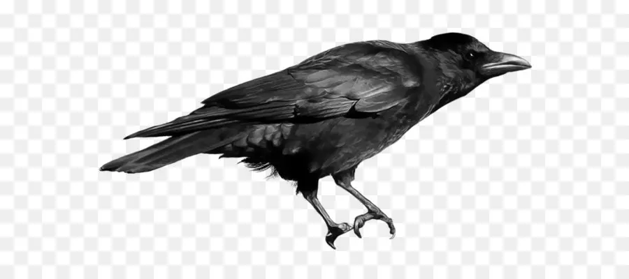 Comum Raven，Download PNG