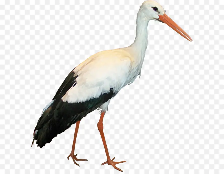 Branco Cegonha，Aves PNG