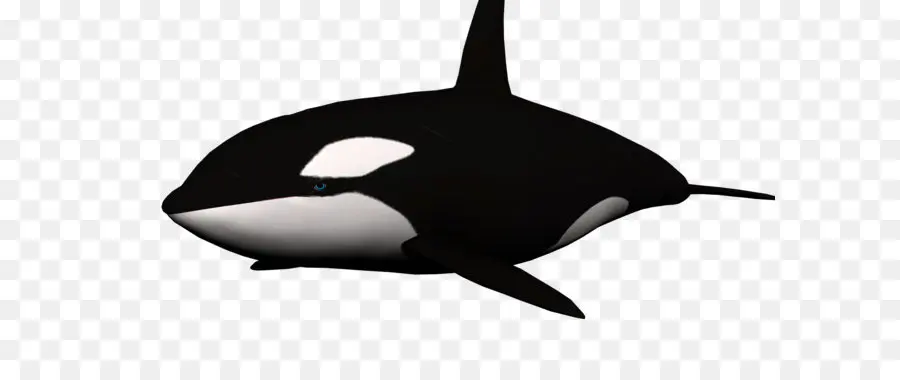 Orca，Baleia PNG