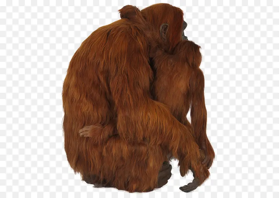 Orangotango，Grande Macacos PNG