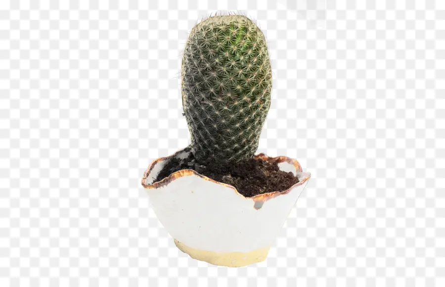 Cacto Em Vaso Quebrado，Suculenta PNG