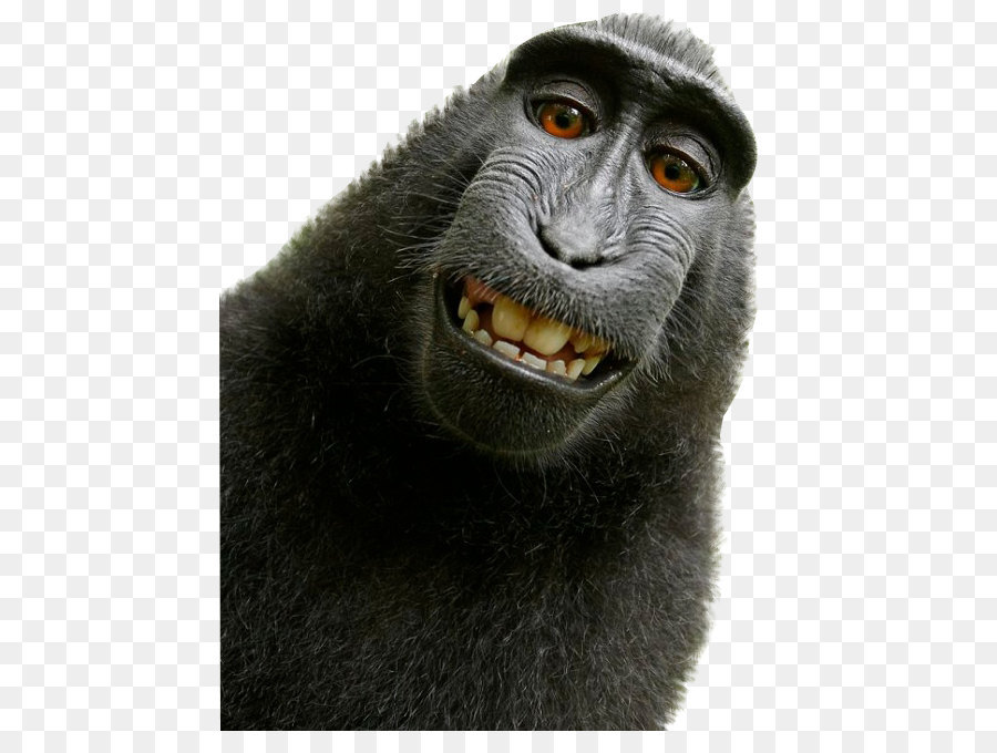 Ilustração Primata Macaco PNG - Imagens PNG - Monkey PNG