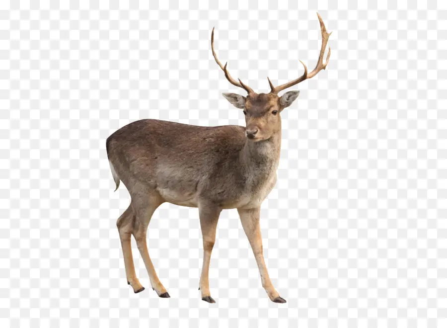 Deer，Branco De Rabo De Veado PNG