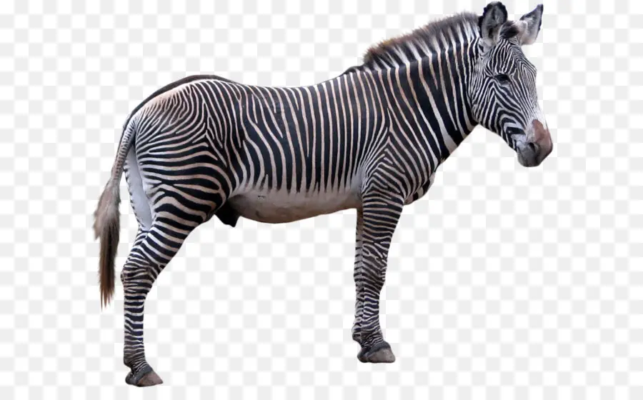 Zebra Tecnologias，Zebra PNG