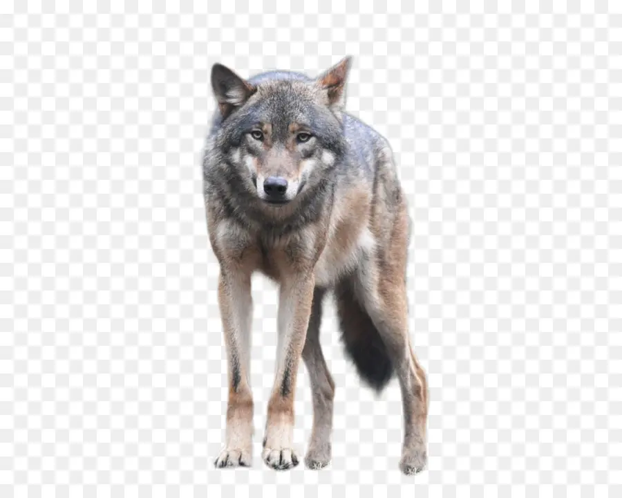 Cachorro，Arctic Wolf PNG