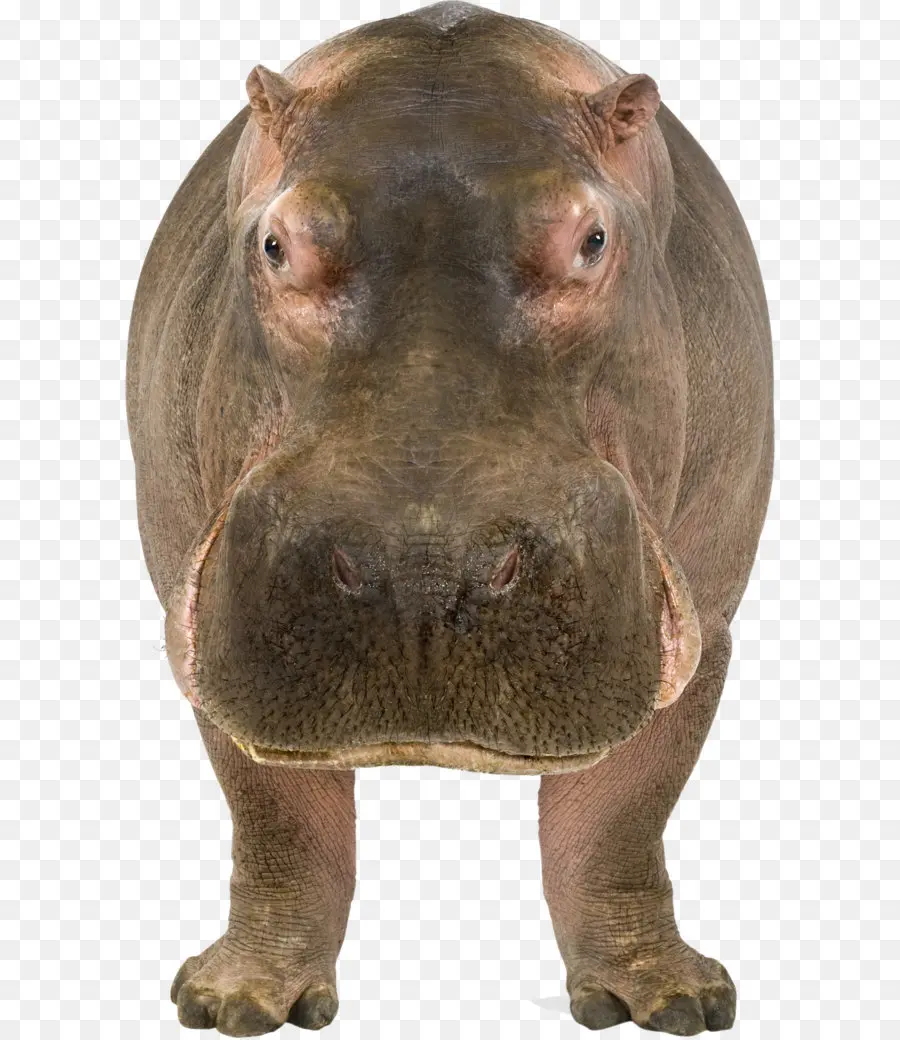 Hipopótamo，Pigmeu Hipopótamo PNG