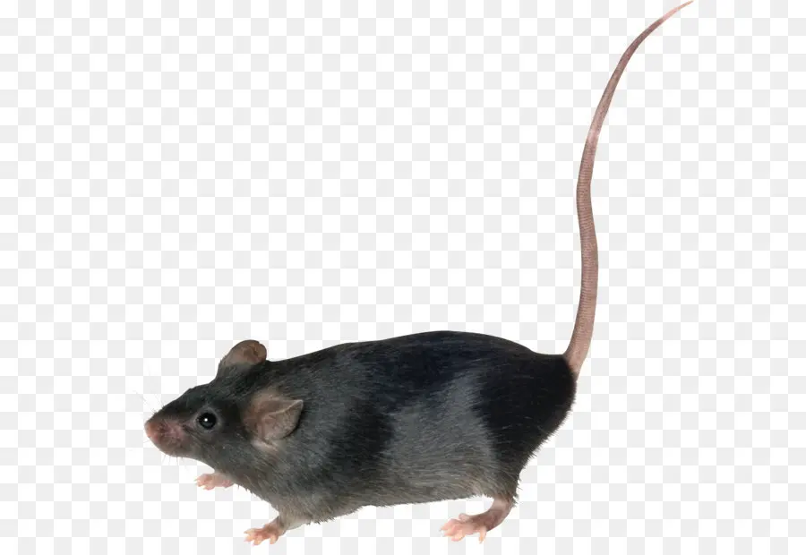 Marrom Rat，Roedores PNG