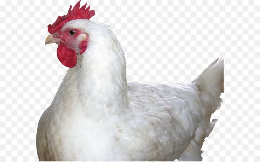 Frango，Frito De Frango PNG