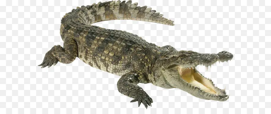 Crocodilo，Dos Crocodilos PNG