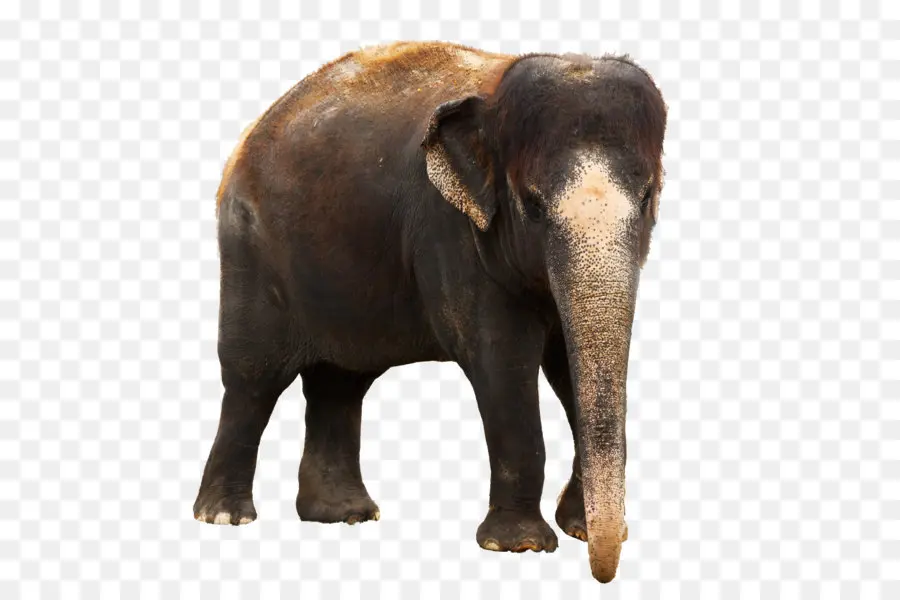 Afro Bush Elefante，índio Elefante PNG