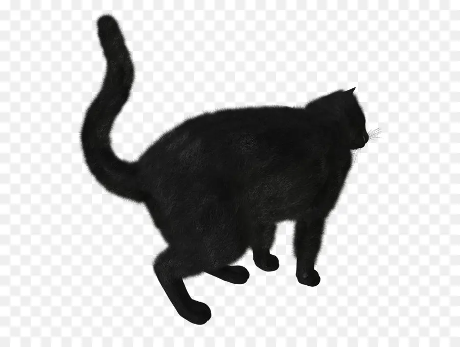 Gato Preto，Bicho De Estimação PNG