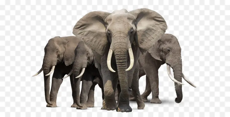 Afro Floresta Elefante，Elefantes Redor Do Mundo PNG