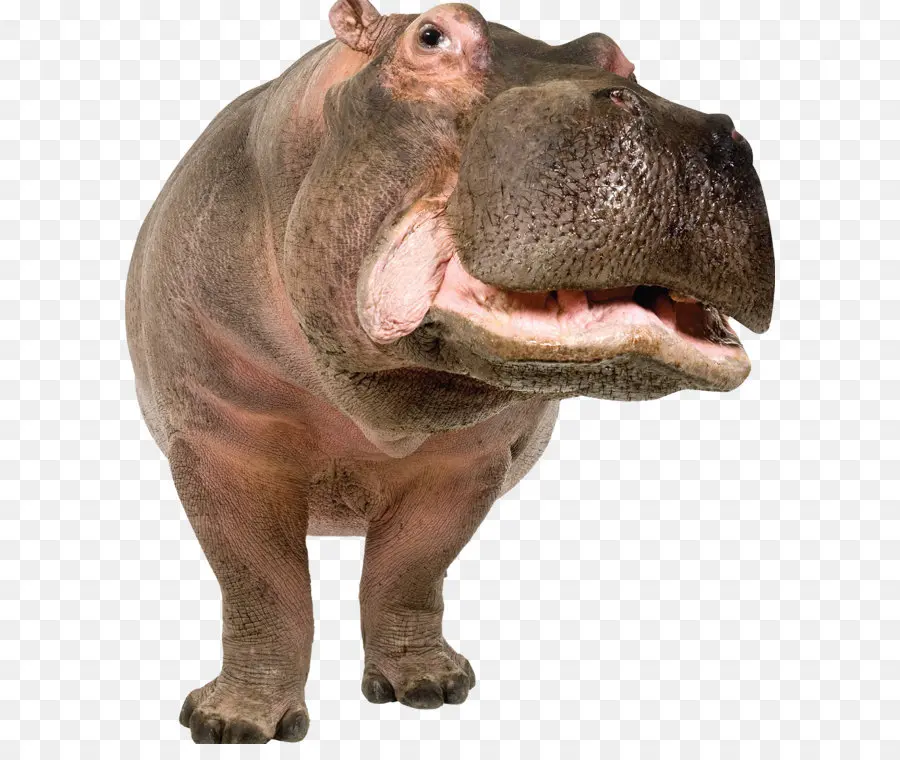 Pigmeu Hipopótamo，Hipopótamo PNG