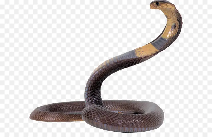 Cobra，Répteis PNG