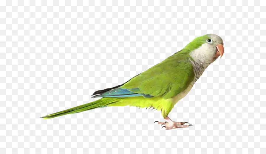 Papagaio，Aves PNG