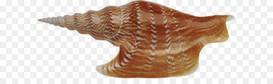 Concha，Oceano PNG