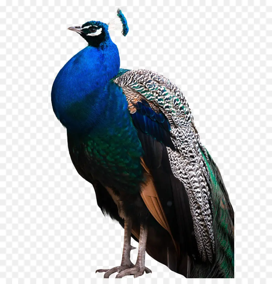 Pavão，Pássaro PNG