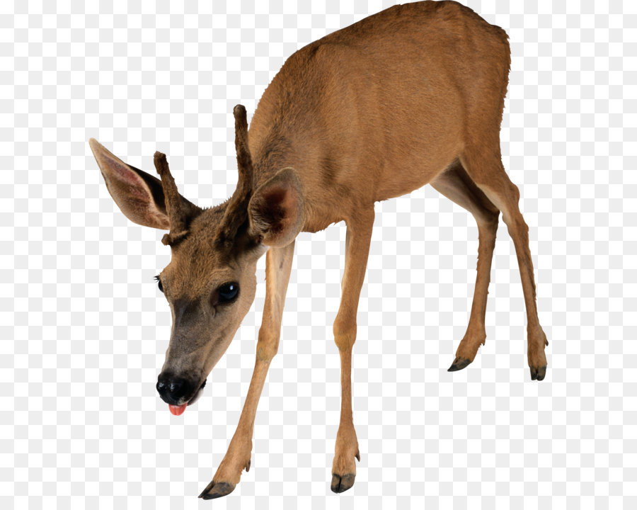 Evolutiva Análise，Deer PNG