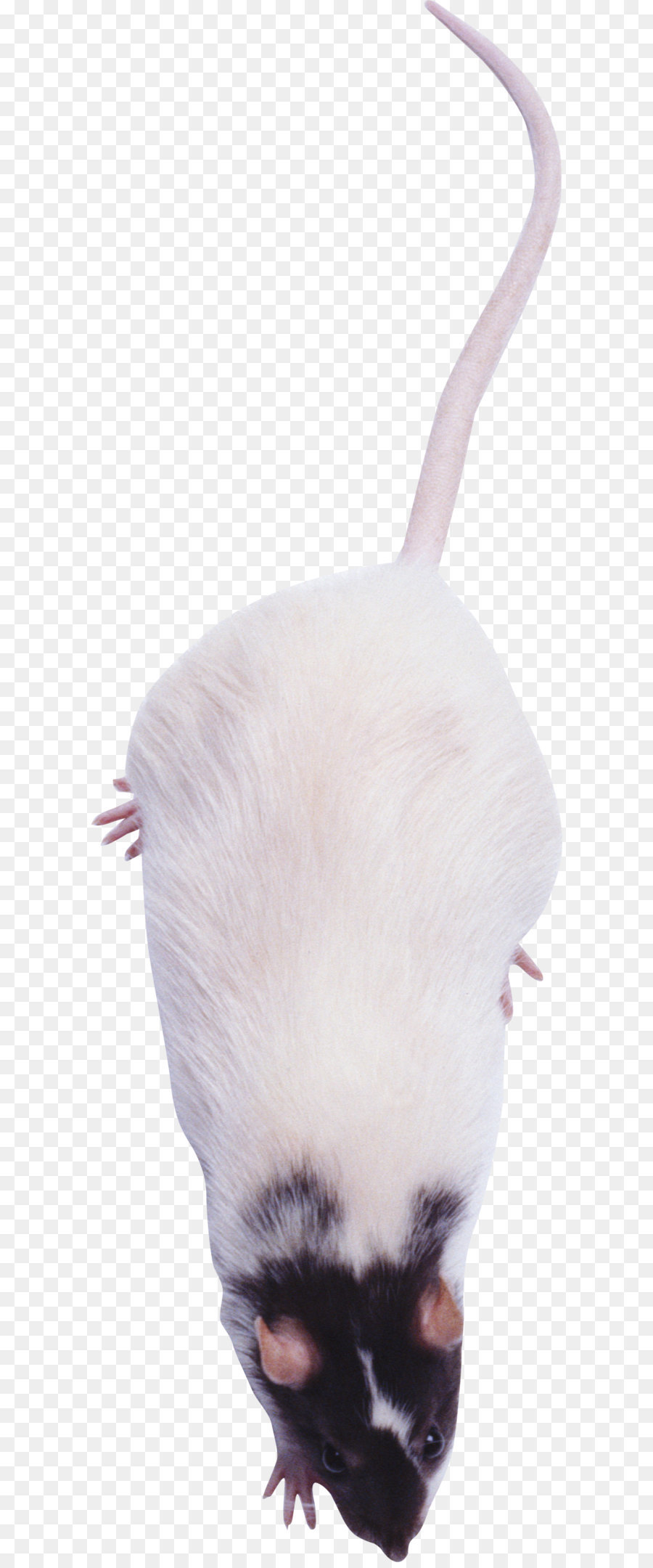 Rato，Roedor PNG