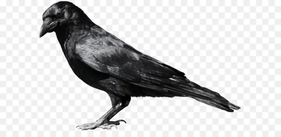 Comum Raven，Aves PNG