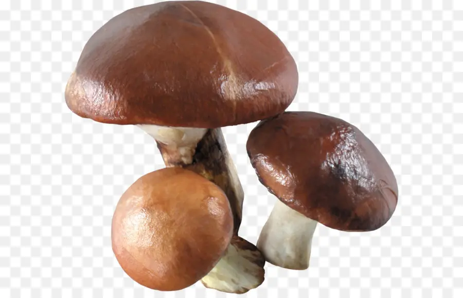 Cogumelos，Fungos PNG