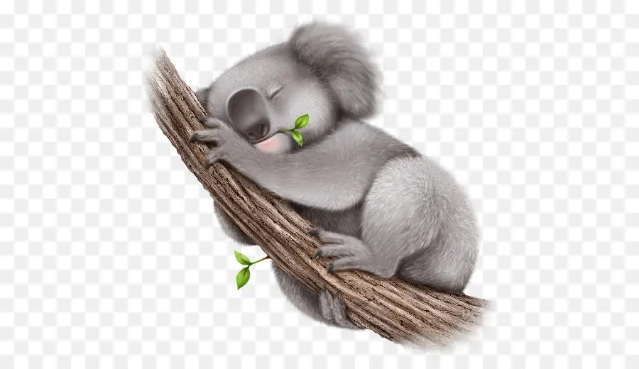 Koala，Fofura PNG
