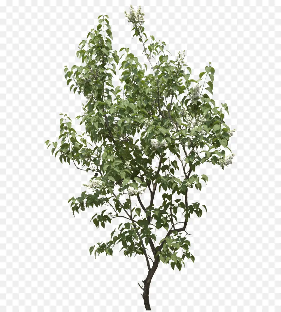 Pessoas Preto，árvore PNG