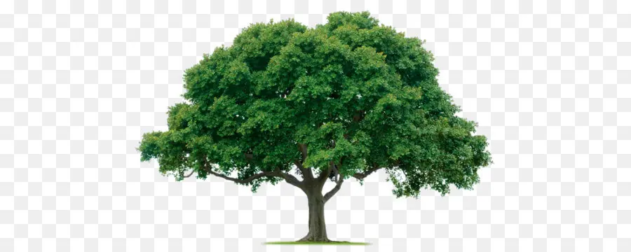 árvore，A Poda PNG